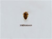 藏品(水稻害蟲)的圖片